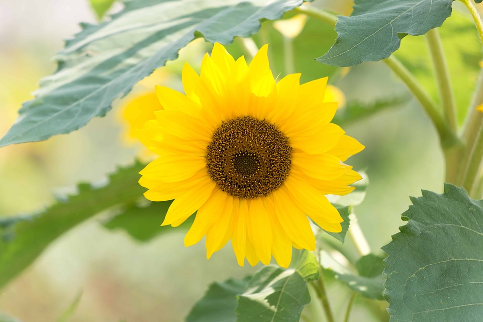 Agriculture beautiful flowers beautiful photo