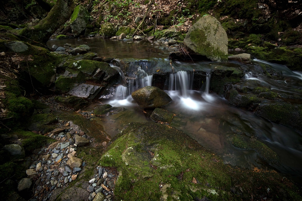 Creek environment forest