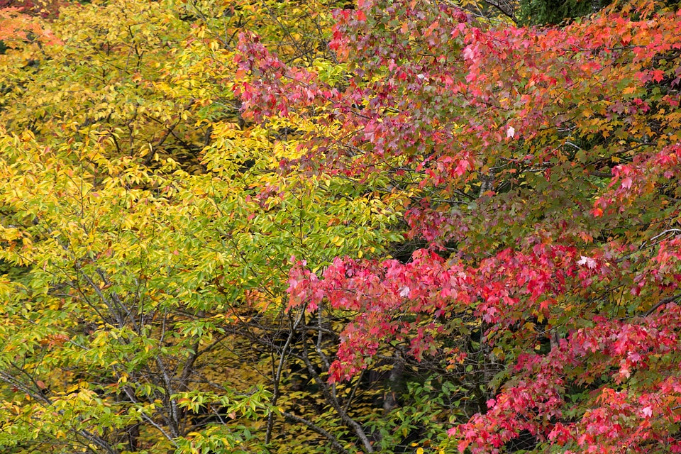 Autumn beautiful flowers blooming