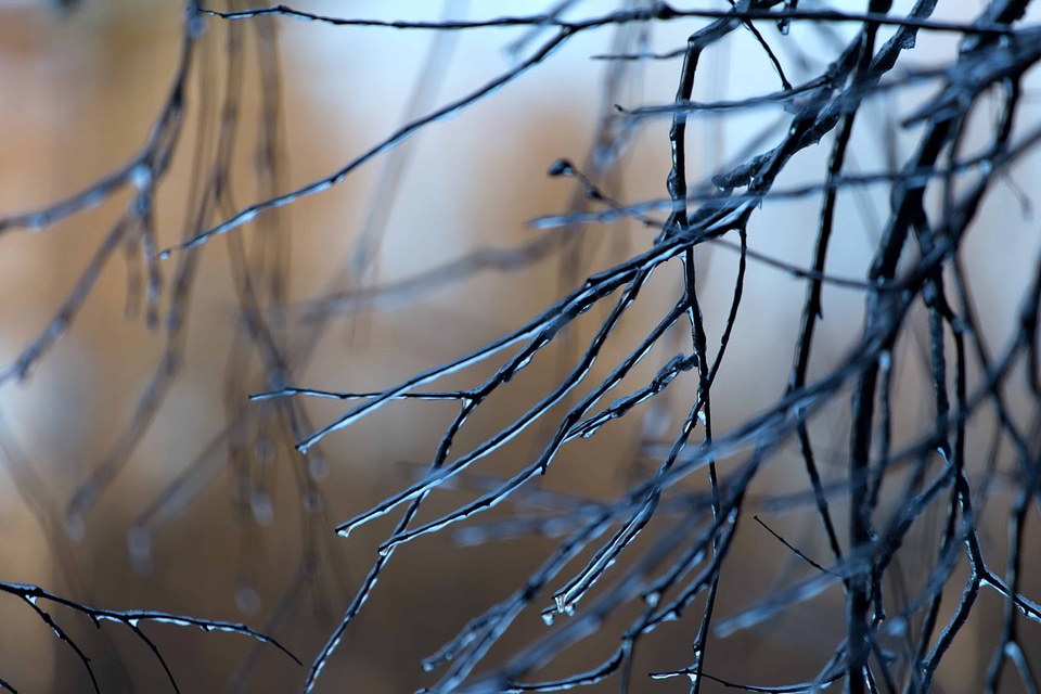 Branch branches cold