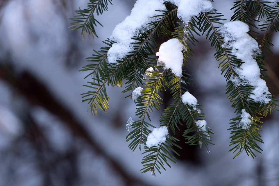 Branch cloud conifer