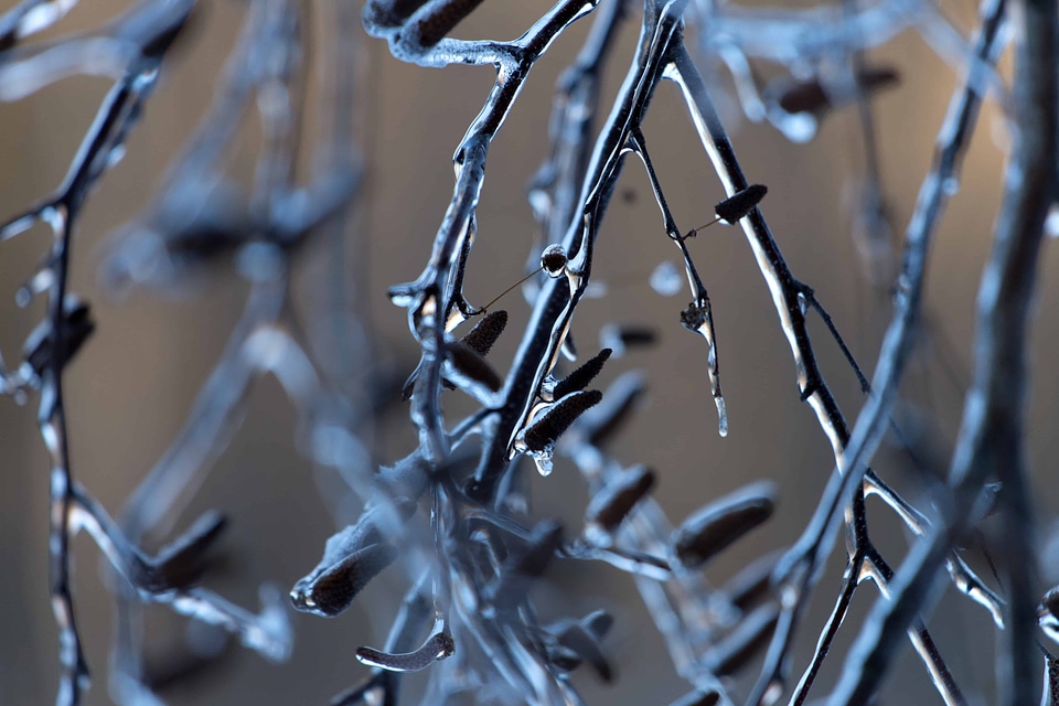 Branch branches cold