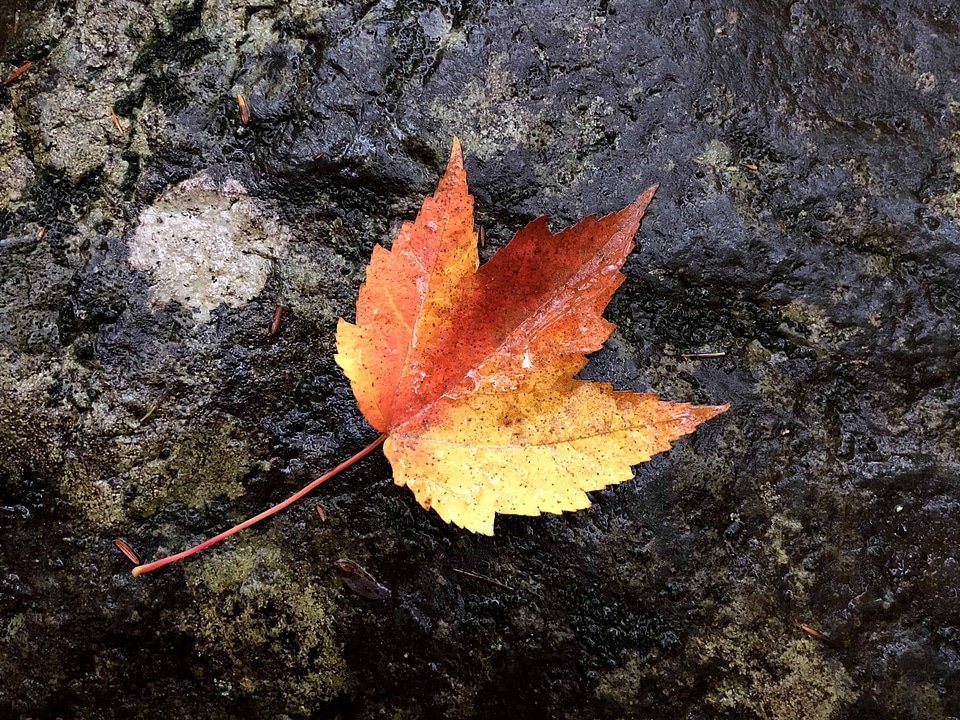 Autumn autumn season beautiful photo
