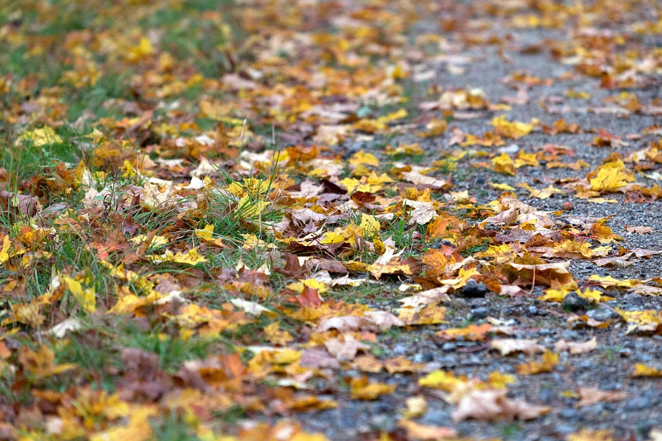 Autumn colorful environment