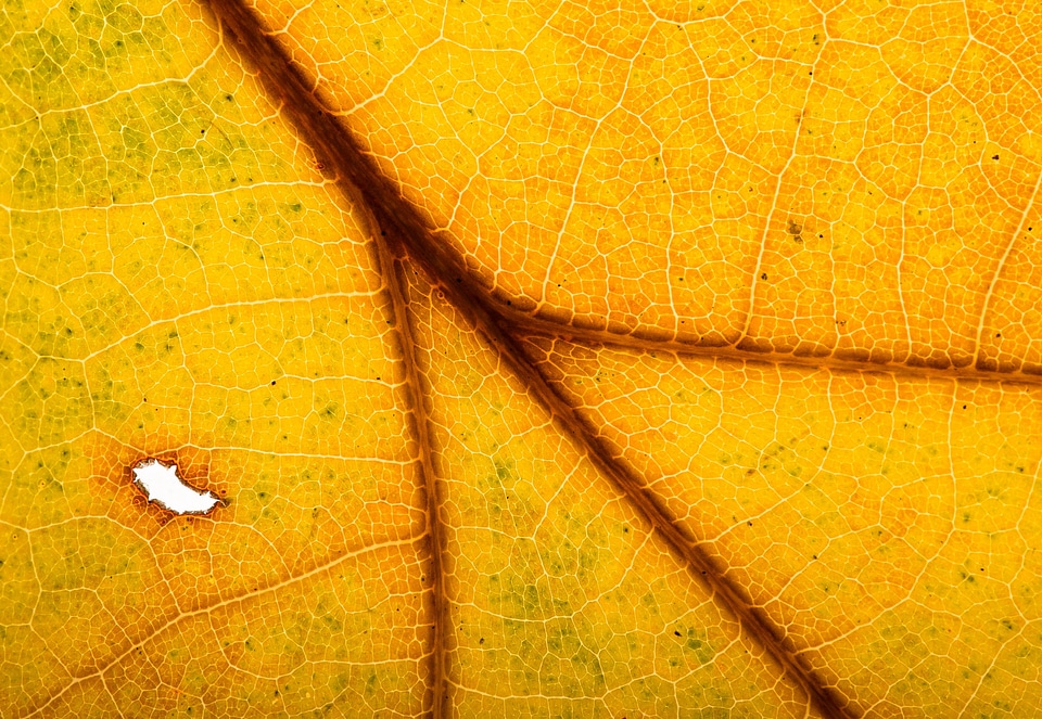 Leaf fall foliage backlighting