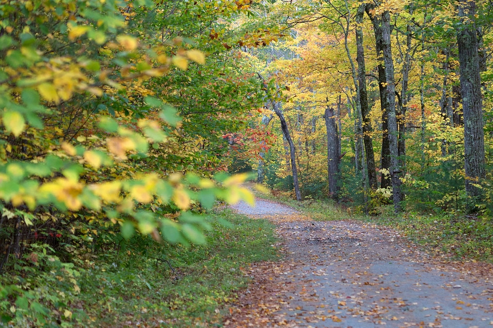 Autumn autumn season branch