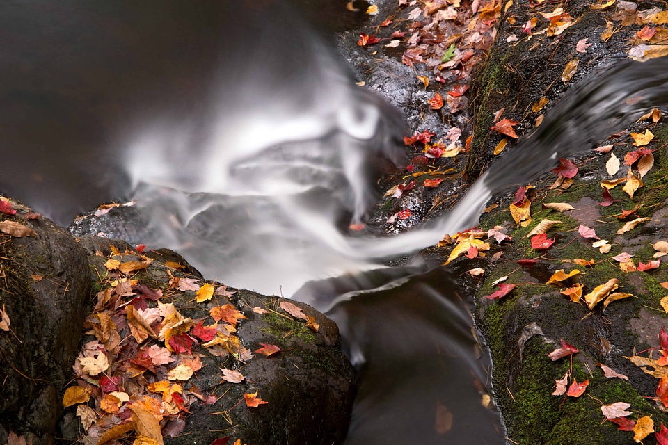 Branch creek ecology