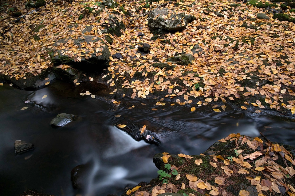 Creek ecology environment