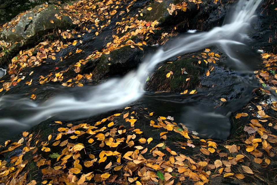 Environment landscape leaf