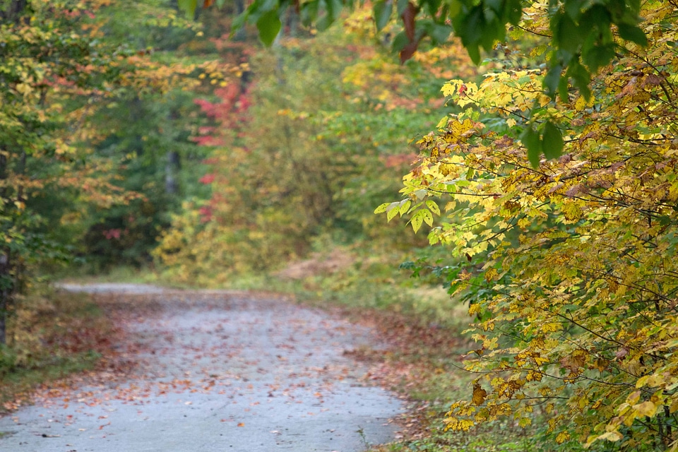 Autumn autumn season branch