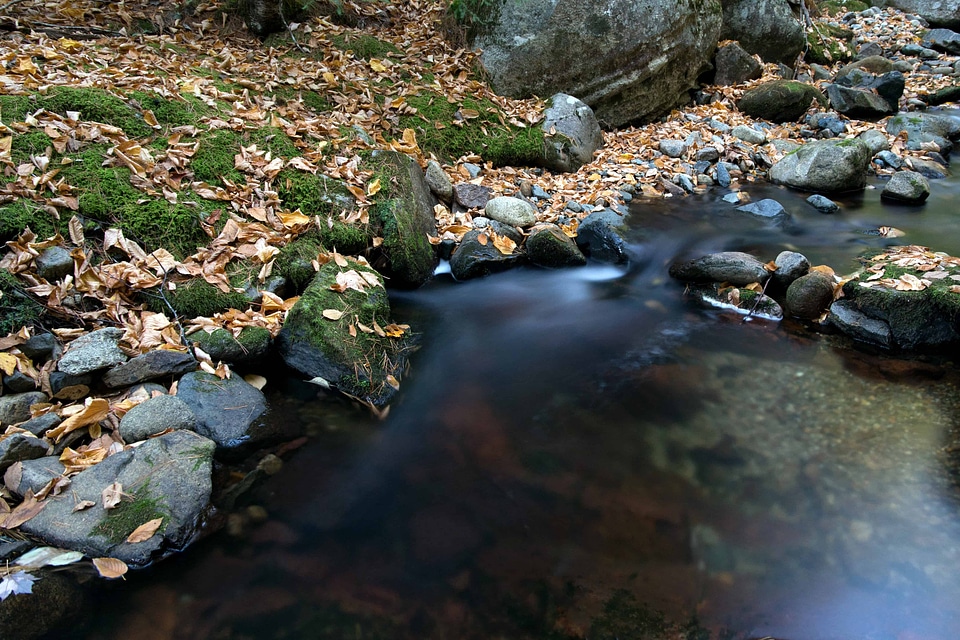 Branch creek daylight