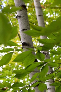 Branch environment flora
