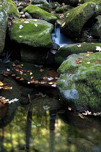 Aquatic broccoli environment