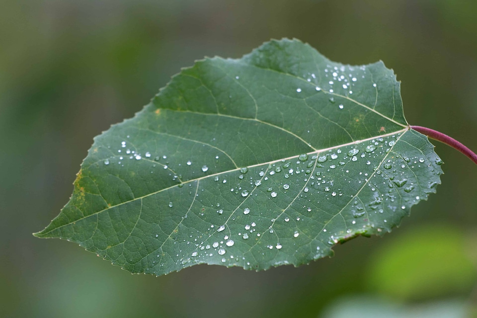 Beautiful Photo dew environment