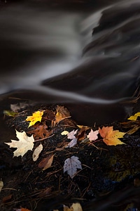 Autumn branch ecology