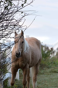 Agriculture animal brown photo