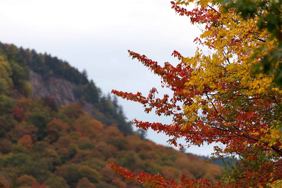 Autumn autumn season branch