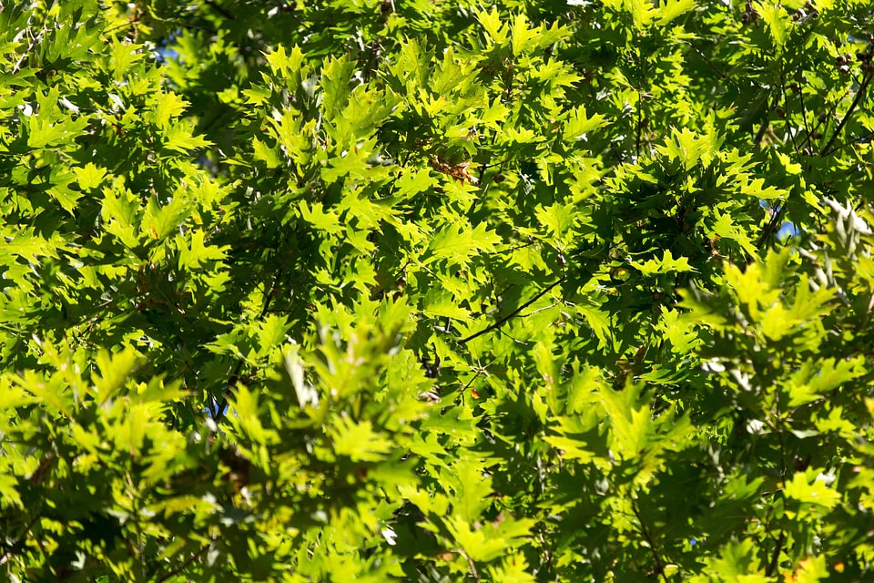 Branch environment flora
