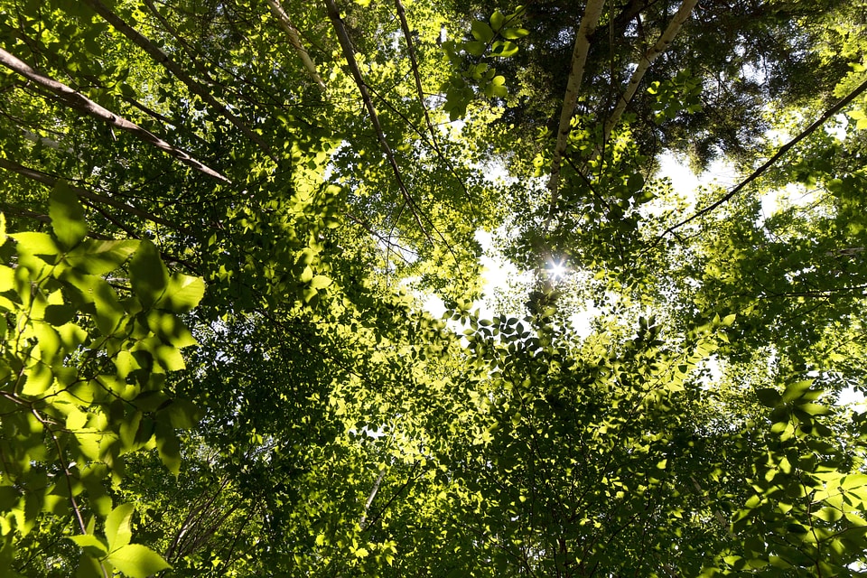 Autumn branch environment