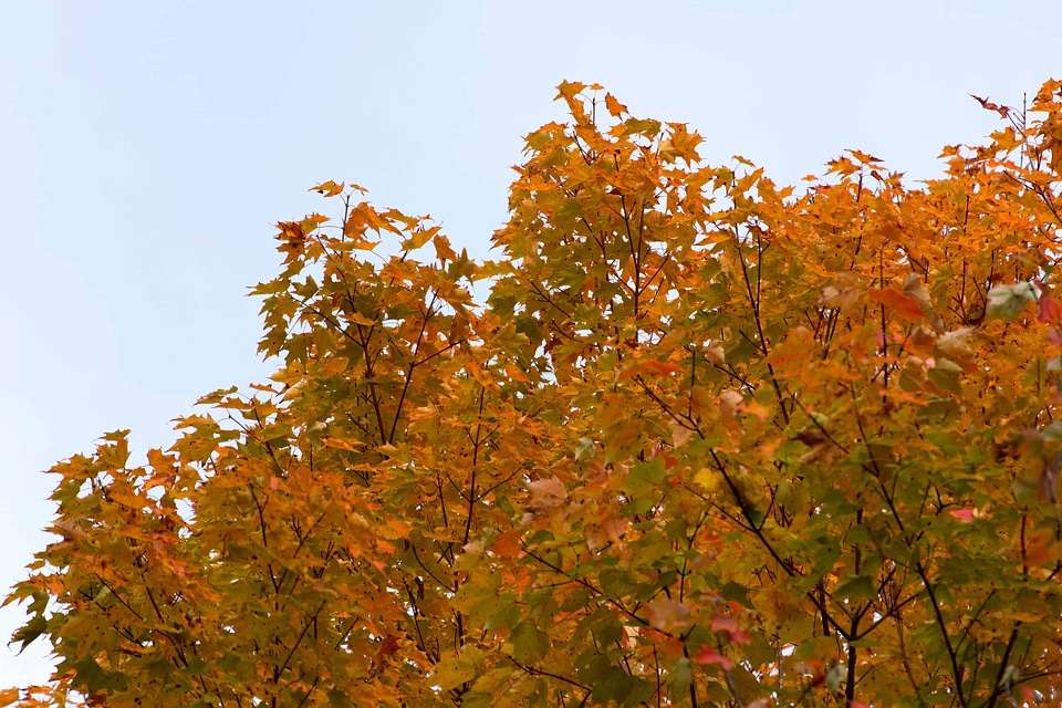 Autumn autumn season branch