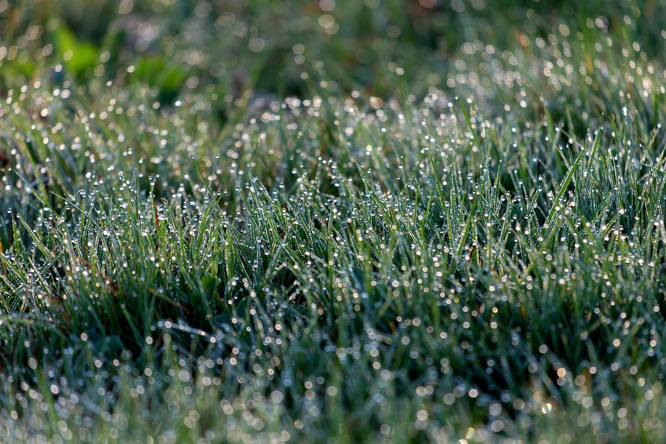 Agriculture dawn dew