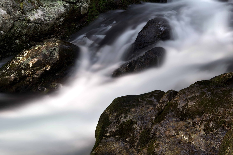 Creek environment forest
