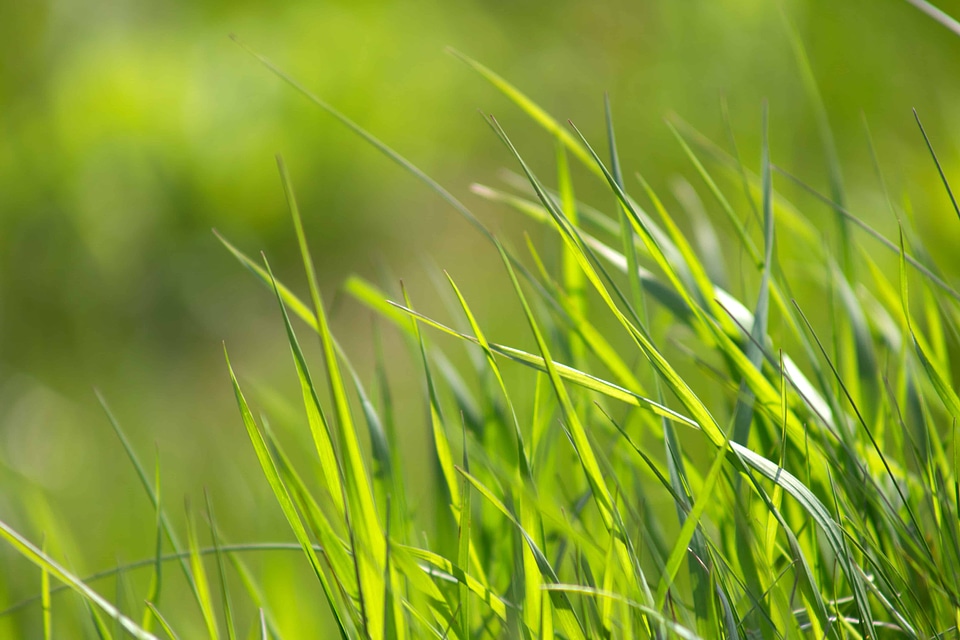 Agriculture beautiful photo ecology