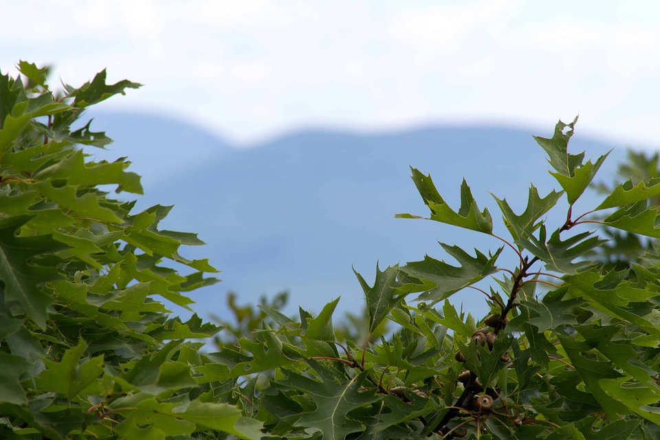 Branch cloud environment