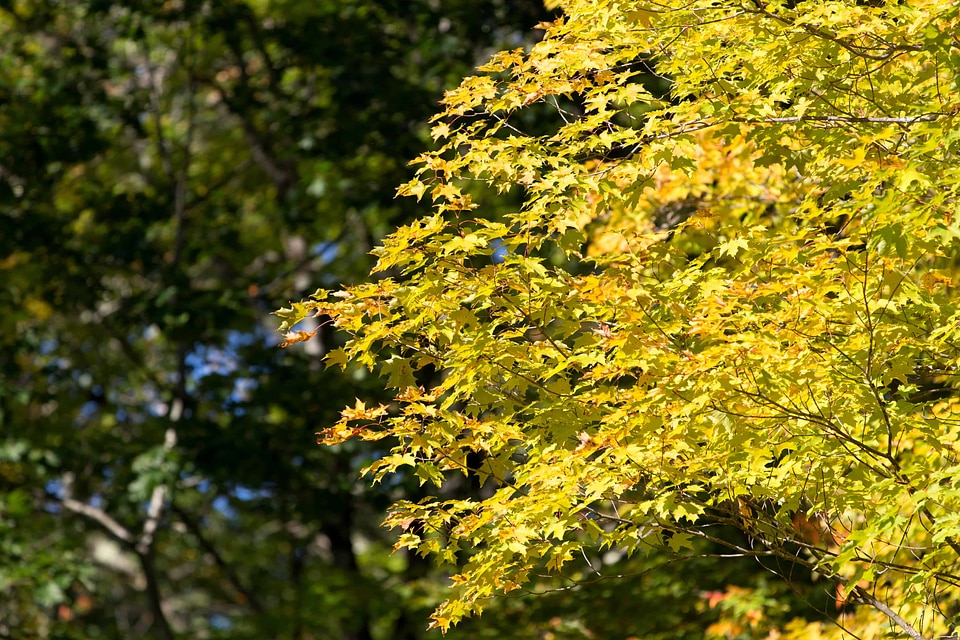 Autumn autumn season branch
