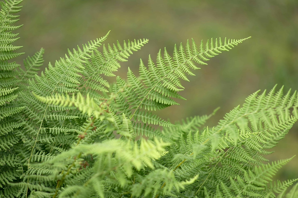 Branch ecology environment photo