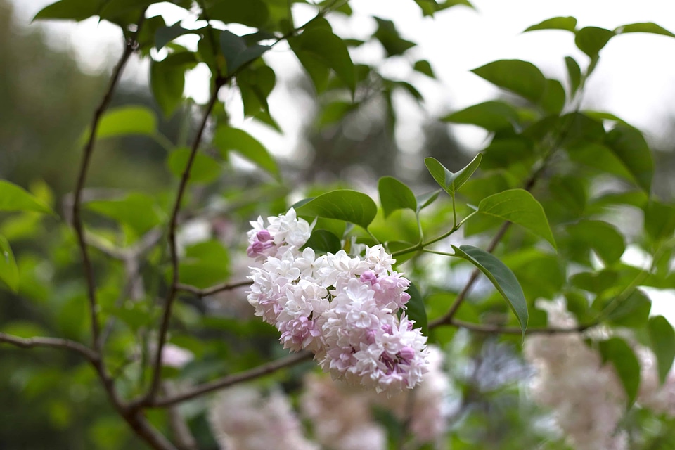 Beautiful Flowers bloom blooming