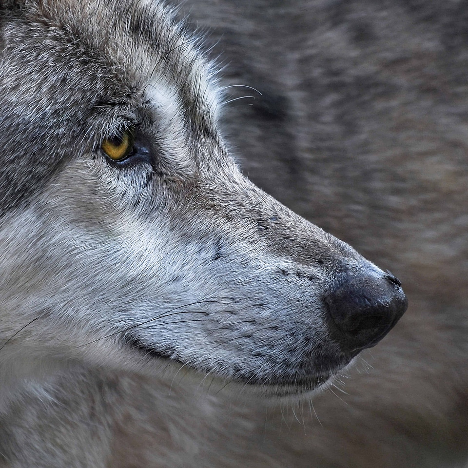 Animal brown canine