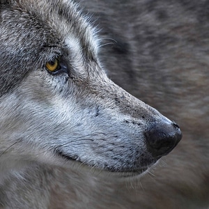Animal brown canine