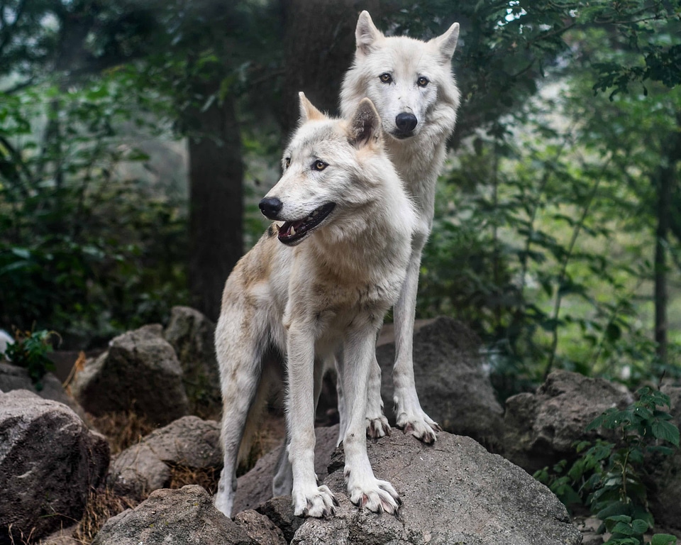 Animal canine carnivore