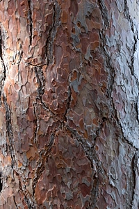 Abstract bark brown photo
