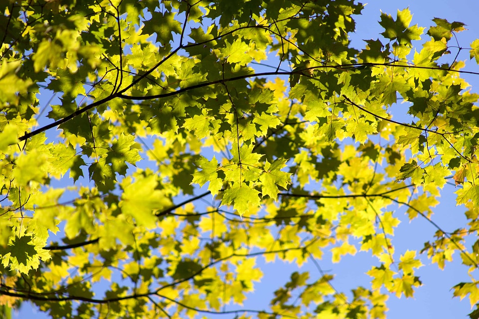 Autumn autumn season branch photo