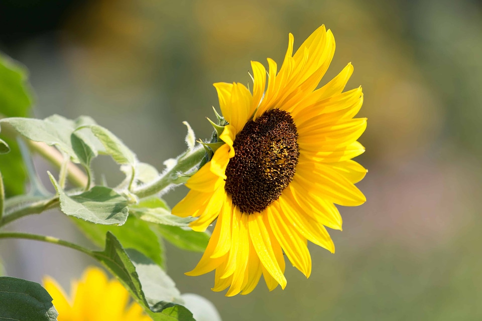 Agriculture beautiful flowers beautiful image