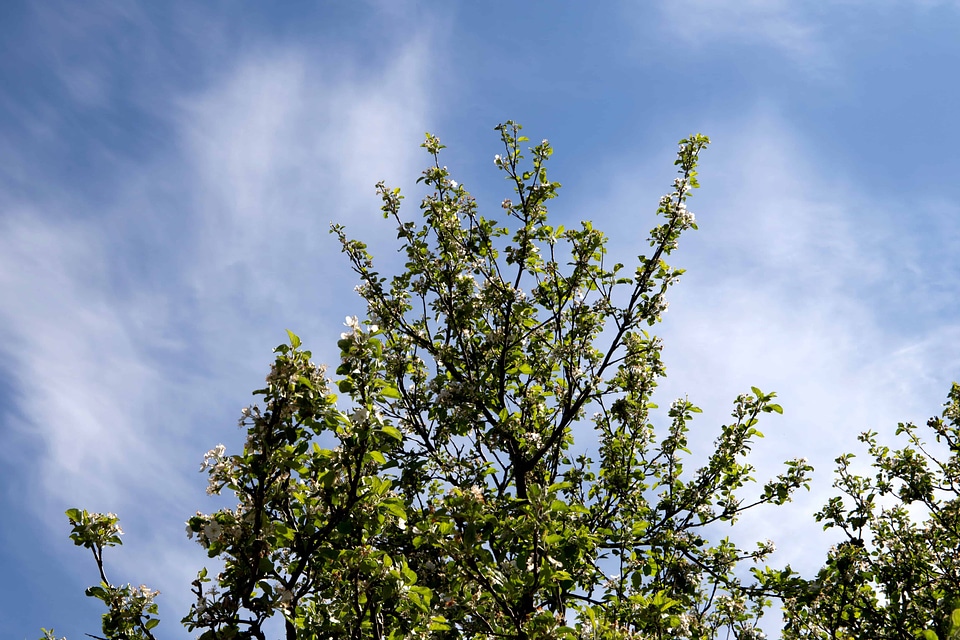 Branch cloud ecology