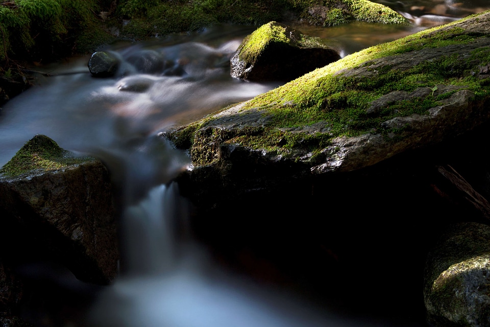 Creek ecology environment