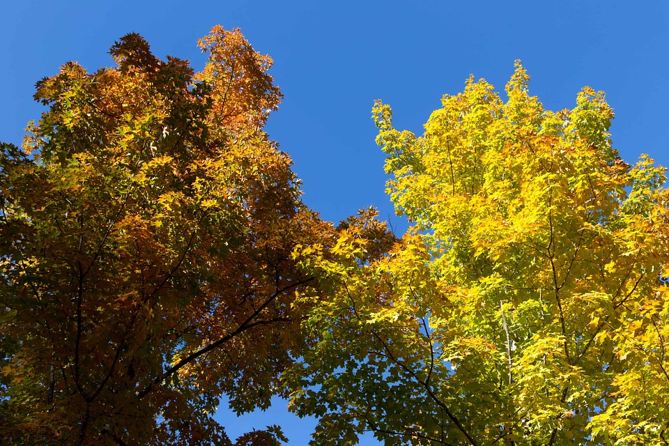 Autumn autumn season branch