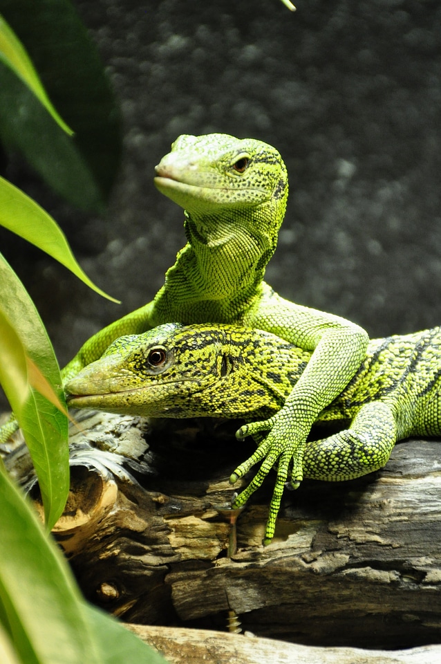 Green reptile lizard
