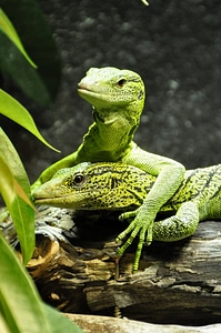 Green reptile lizard photo