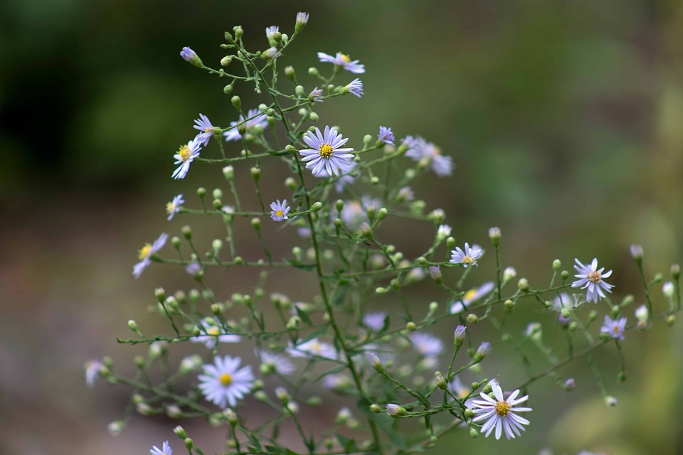 Beautiful Flowers beautiful photo bloom