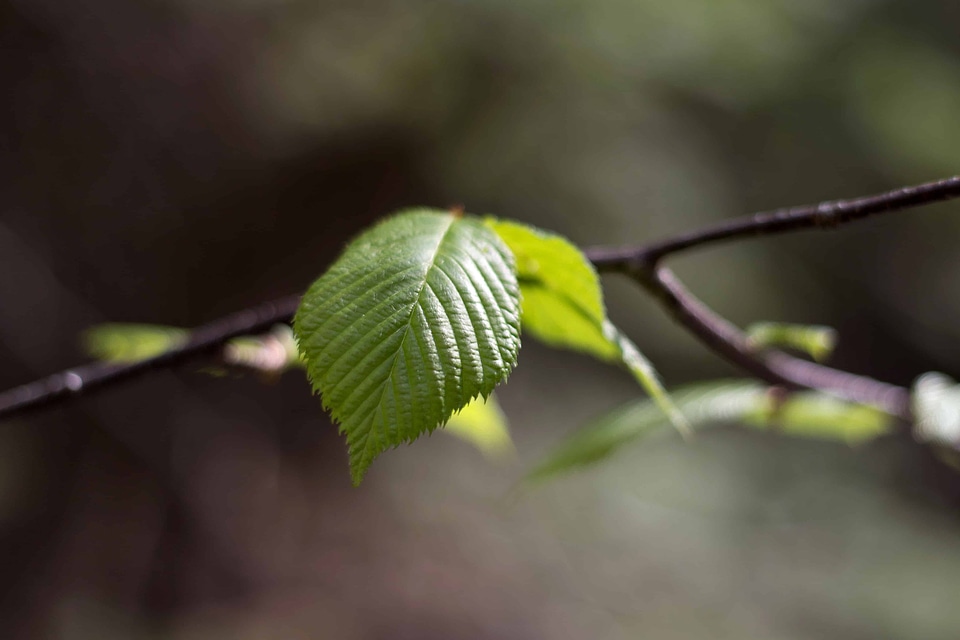 Branch ecology environment