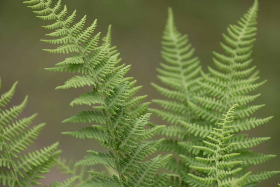Beautiful Photo branch dark green