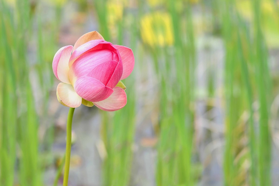 Beautiful Flowers blooming blossom