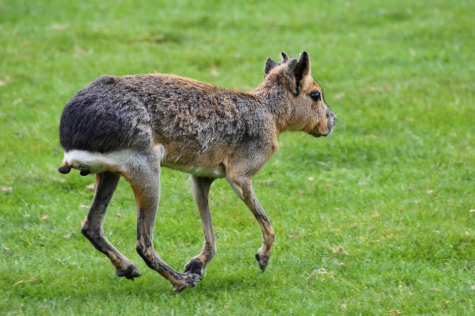 Animal fauna field