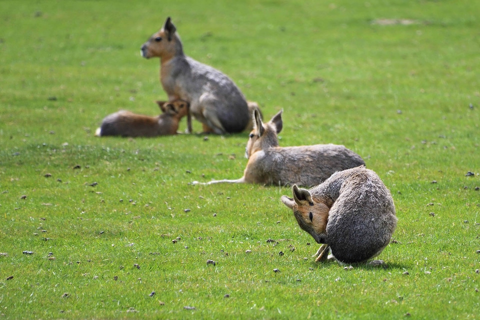 Animal fauna field