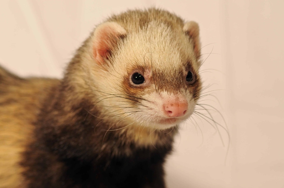 Animal beautiful photo cute