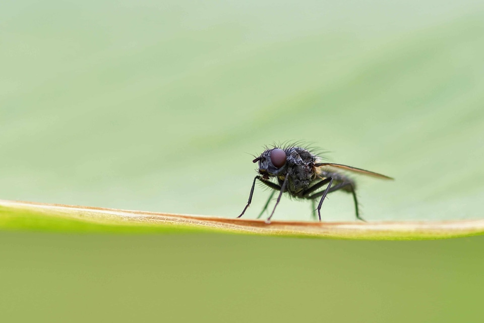 Animal arthropod bug